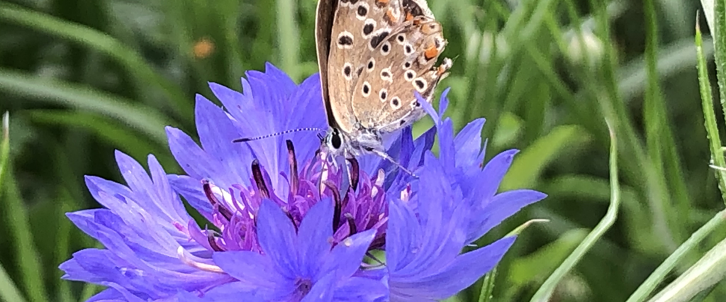 papillon posé sur une fleur